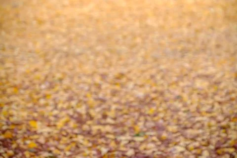 Autumn blurred background Foto stock