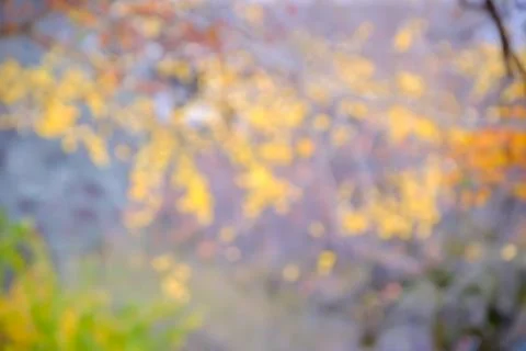 Autumn blurred background Foto stock