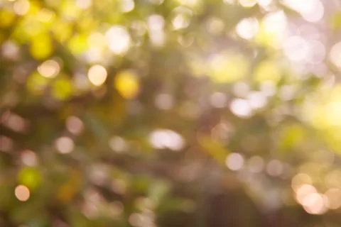 Autumn blurred background Stock Photos