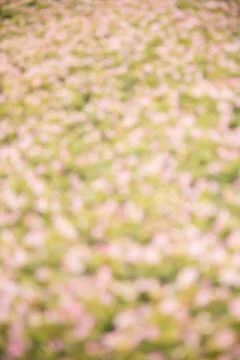 Autumn blurred background Stock Photos