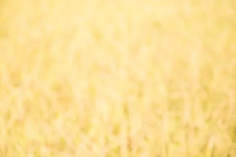 Autumn blurred background Stock Photos