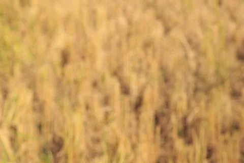 Autumn blurred background Stock Photos