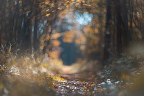 Autumn blurred bokeh background. Path in the beautiful autumn forest Stock Photos