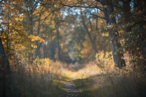 Autumn blurred bokeh background. Path in the beautiful autumn forest Stock-Fotos