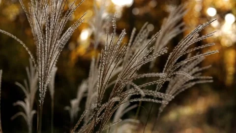 Autumn Boho Grass Field Blowing in Breeze Stock Footage 169098563
