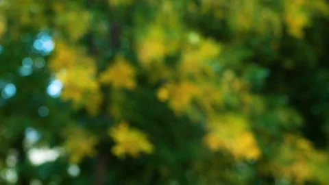 Autumn bokeh background Stock-Footage 161231883