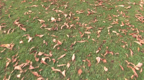 Autumn Bordeaux ground Stock Footage 25302167
