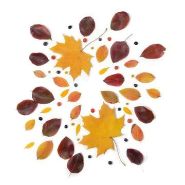 Autumn border. Composition of vibrant red and yellow leaves on a white Stock Photos