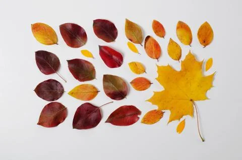 Autumn border. Composition of vibrant red and yellow leaves on a white Stock Photos