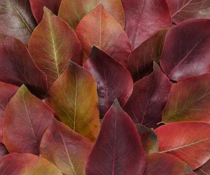 Autumn border. Composition of vibrant red and yellow leaves on a white Stock Photos