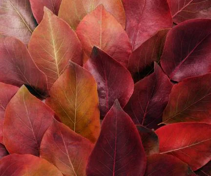 Autumn border. Composition of vibrant red and yellow leaves on a white Stock Photos