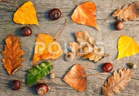 Autumn border with fallen leaves,acorns and chestnuts Stock Photos