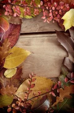 Autumn border Stock Photos
