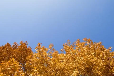 Autumn border Stock Photos