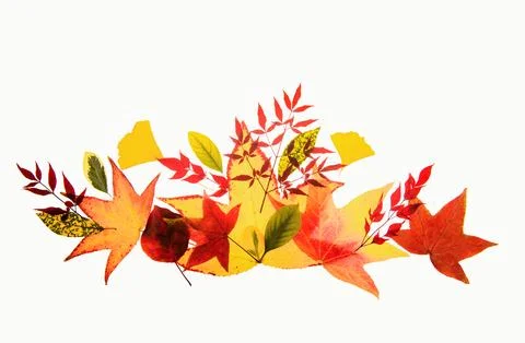 Autumn borders and frames for design banners, leaflets, posters with space for Stock Photos