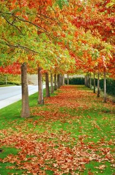 Autumn boulevard Foto stock