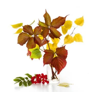 Autumn bouque Stock Photos