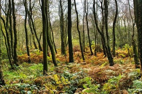 Autumn Bracken Stock Photos
