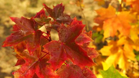 Autumn branch in the background Stock Footage 43006284