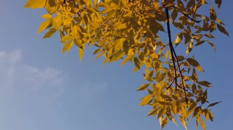 Autumn branch Stock Footage 8931004