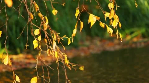 Autumn branch Vídeos de archivo 10892778