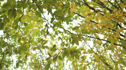 Autumn Branch Stock Footage 31094936