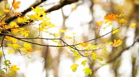 Autumn Branch Video stock 52561221