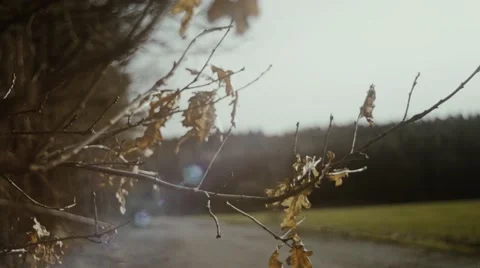 Autumn branch Stock Footage 62942237