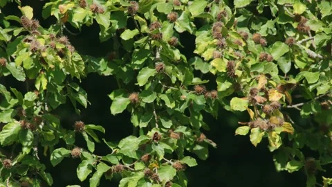 Autumn branch full of beechnuts Stock Footage 317319869