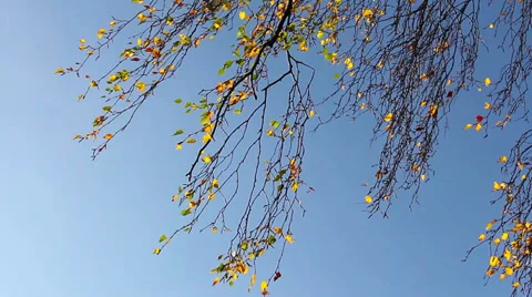 Autumn branch HD Stock Footage 32282676