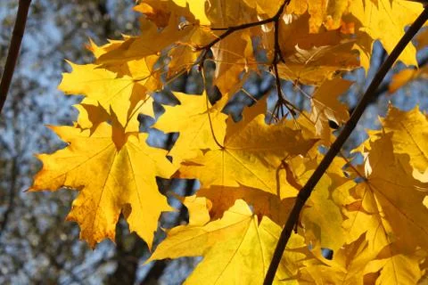 Autumn branch of maple tree Stock-Fotos