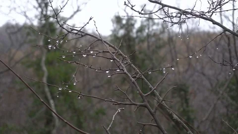 Autumn, the branch of a tree with drops of rain and yellow leaves Stock Footage 82688840