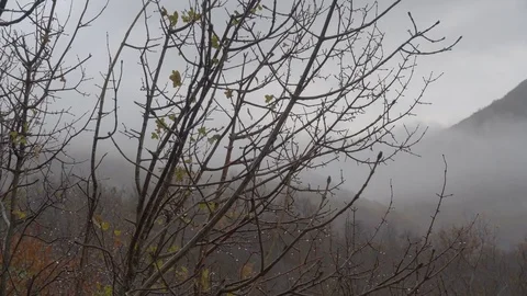 Autumn, the branch of a tree with drops of rain and yellow leaves. Clouds Stock Footage 82700764