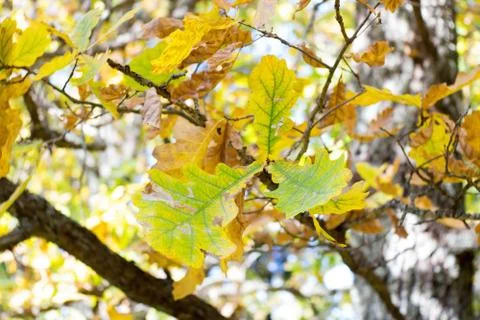 Autumn branch of the tree Stock Photos