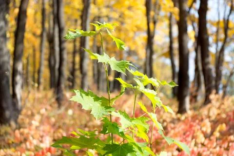Autumn branch of  tree Stock Photos