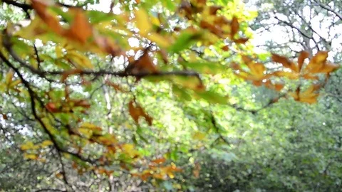 Autumn. A branch of a tree sways in the wind. Stock Footage 97072040