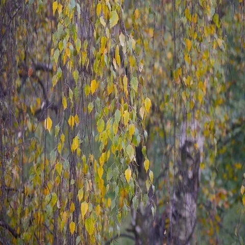 Autumn Branch Of Trees Stock Footage 69446409