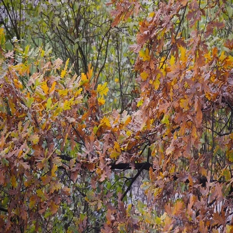 Autumn Branch Of Trees Stock Footage 69447941