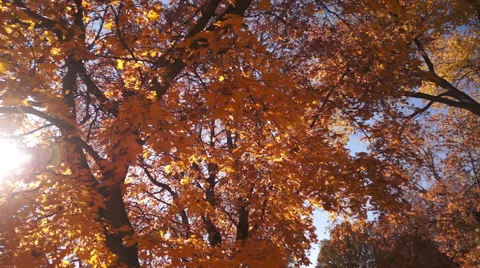 Autumn Branches Background Stock Footage 50300905