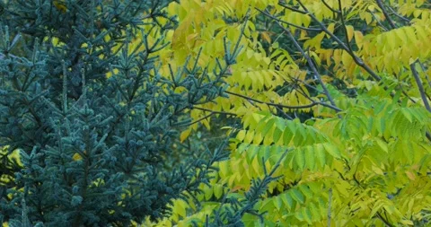 Autumn. Branches of a blue spruce on the background of beautiful yellow leaves. 스톡 동영상 161545952