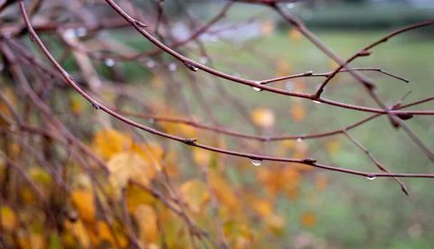 Autumn branches with drops. concept of fall season. autumn orange maple leaves Stock Photos