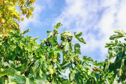 Autumn. Branches of  fig tree Stock Photos