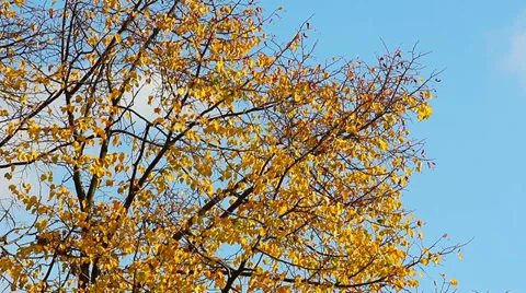 Autumn branches HD Stock Footage 32342219