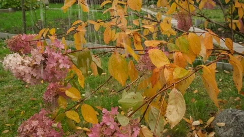 Autumn branches of hydrangea in the rain. Stock Footage 173504918