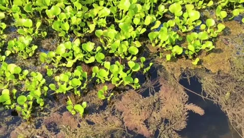 Autumn Branches Over Clear Pond Stock-Footage 340968072