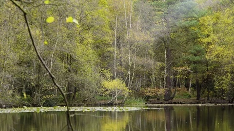 Autumn branches over lake 2 Stock Footage 82321718