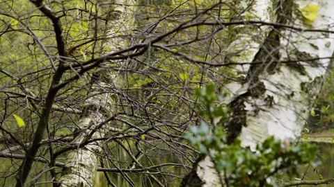 Autumn branches over lake Stock Footage 82321625