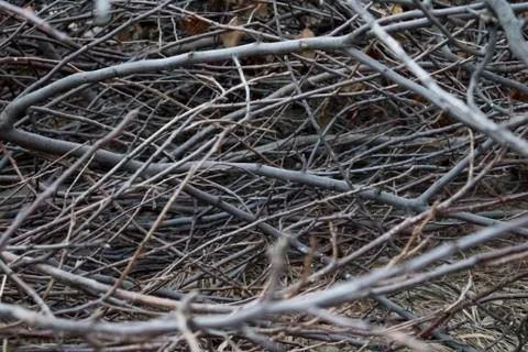 Autumn Branches Stock Photos