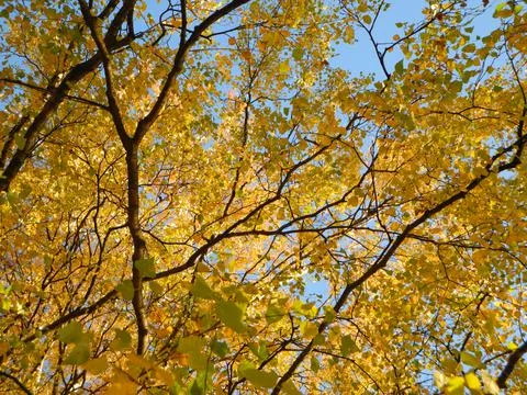 Autumn branches Stock Photos