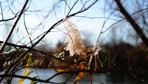 Autumn Branches Photos